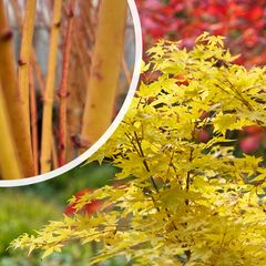 Japanse esdoorn - Acer palmatum 'Bi-Hoo'