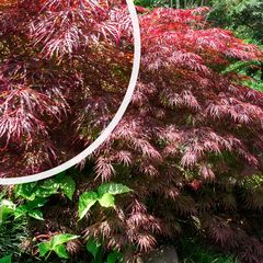 Japanse esdoorn - Acer palmatum 'Crimson Princess' 