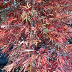Japanse Esdoorn - Acer palmatum 'Inaba-shidare' in de herfst