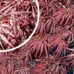 Japanse Esdoorn - Acer palmatum 'Ornatum'