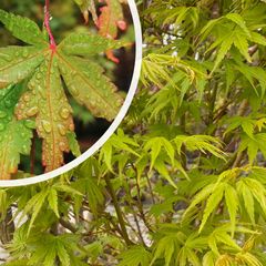 Japanse Esdoorn - Acer palmatum 'Sangokaku' met blad