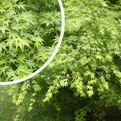 Diep ingesneden blad Acer palmatum