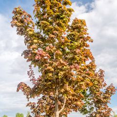 Noorse esdoorn - Acer platanoides 'Deborah' - Herfstkleur oranjegeel