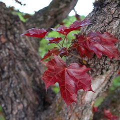 Rotblättriger Spitzahorn - Acer platanoides 'Royal Red'