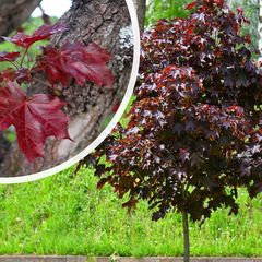 Rotblättriger Spitzahorn - Acer platanoides 'Royal Red' Detail