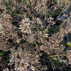 Achillea millefolium 'Apple Blossom' (Foto November)