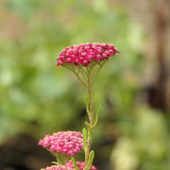 Blütenköpfe Schafgarbe - Achillea millefolium 'New Vintage Red'