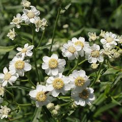 Wilder Bertram - Achillea ptarmica in voller Blüte