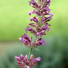 Agastache-cana-dropplant.jpg