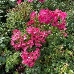 Bloemen Alpenroos - Rosa pendulina