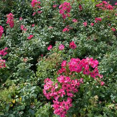 Alpenroos - Rosa pendulina