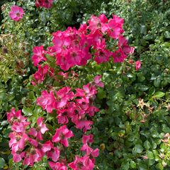 Alpenroos - Rosa pendulina rozenstruik