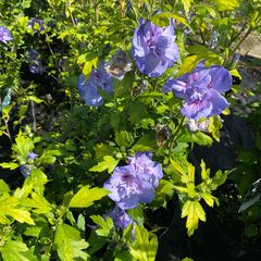 Althaeastruik - Hibiscus syriacus 'Blue Chiffon' (Notwood3)