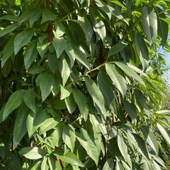 Amandelboom - Prunus dulcis 'Robijn'