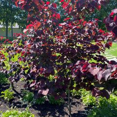Amerikaanse judasboom - Cercis canadensis 'Forest Pansy'