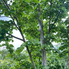 Amoerlinde - Tilia amurensis