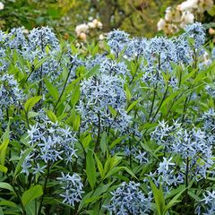Amsonia orientalis (Rhazya orientalis) - Blaue Blüten
