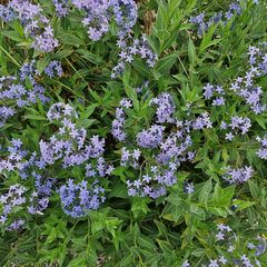 Blauwe ster - Amsonia tabernaemontana 'Blue Ice' - Blauwe bloemen