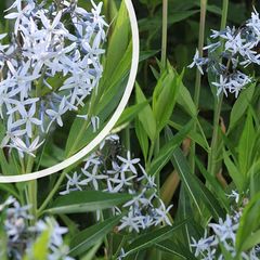 Blauwe ster - Amsonia tabernaemontana var. Salicifolia