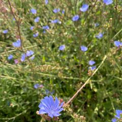 Lichtblauwe bloemen van Andijvie - Cichorium endivia