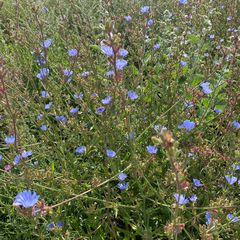 Andijvie - Cichorium endivia