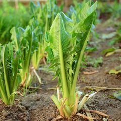 Andijvie - Cichorium endivia