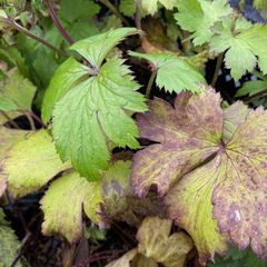 Blad November Anemoon - Anemone 'Dreaming Swan'