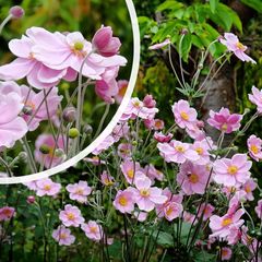 Herfstanemoon - Anemone × hybrida 'Elegans'