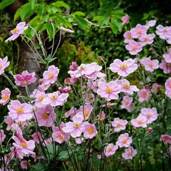 Anemone × hybrida 'Elegans'