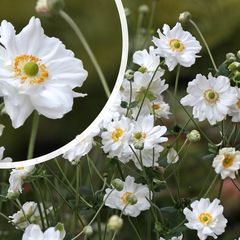 Herfstanemoon - Anemone x hybrida 'Whirlwind' - halfdubbele bloemen