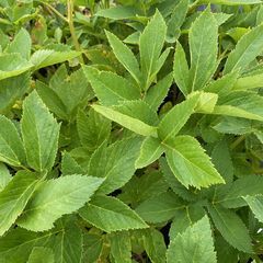 Blad Engelwortel - Angelica gigas