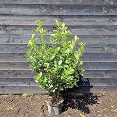 Groene haagplant - Portugese laurier prunus 'Ani' 100-120cm