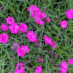 Anjer - Dianthus caryophyllus 'Pink Pom Pom'