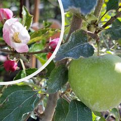 Apfelbaum - Malus domestica 'Jonagold' - Apfel und Blüte