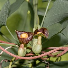 Klimplant Pijpbloem - Aristolochia durior