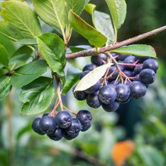Zwarte appelbes - Aronia melanocarpa eetbare besjes