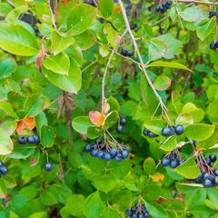 Appelbes - Aronia prunifolia Viking