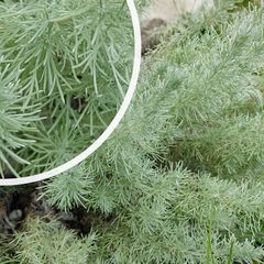 Bijvoet / Alsem - Artemisia schmidtiana 'Nana'