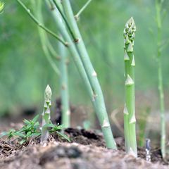 Asperge - Asparagus officinalis(groen)