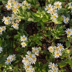 Aster ageratoides 'Starshine', een witbloeiende herfstaster