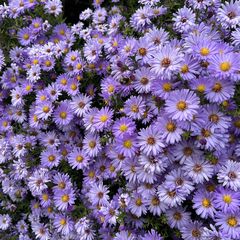 Herfstaster - Aster x frikartii 'Mönch' in bloei