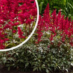 Spierstruik - Astilbe 'Red Sentinel'