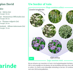 Beplantingsplan borderpakket David