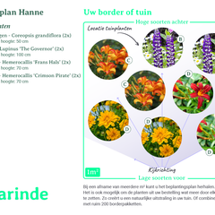 Beplantingsplan borderpakket Hanne