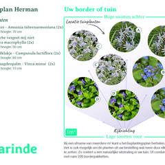 Bepflanzungsplan Herman