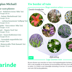 Beplantingsplan Michaël - langbloeiend biologische vaste planten