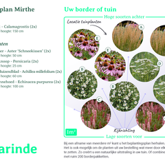 Bepflanzungsplan Mirthe
