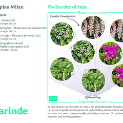 Bepflanzungsplan Mailand