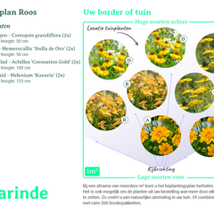 Beplantingsplan borderpakket Roos