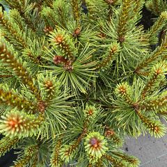 Bergden - Pinus mugo 'Columbo'